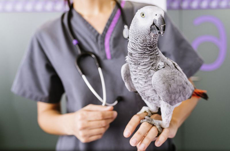Топ 5 болезней волнистых попугаев